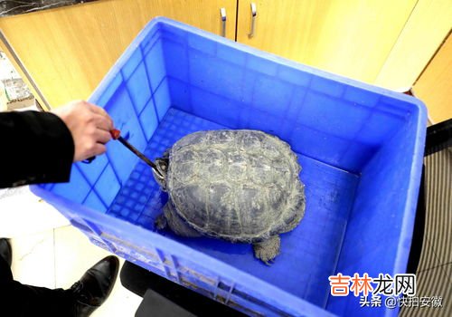 鳄龟为什么不能放生,鳄龟为什么不能放生?鳄龟咬人吗?